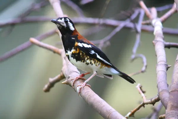 File:Geokichla dohertyi in Edinburgh Zoo.JPG