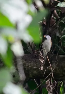 File:Paradoxornis gularis.jpg