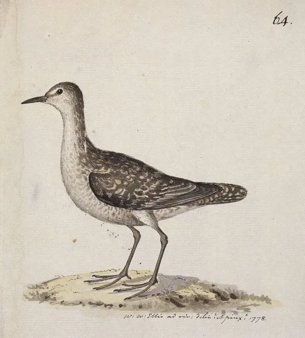 File:Prosobonia cancellata cancellata.jpg