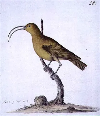 File:Akialoa obscura.jpg