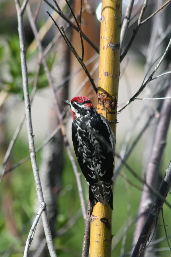 File:Red-naped sapsucker sphyrapicus nuchalis WY.JPG