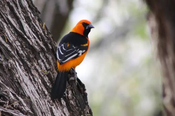 File:Altamira Oriole icterus gularis Bentsen State Park, South Texas.jpg