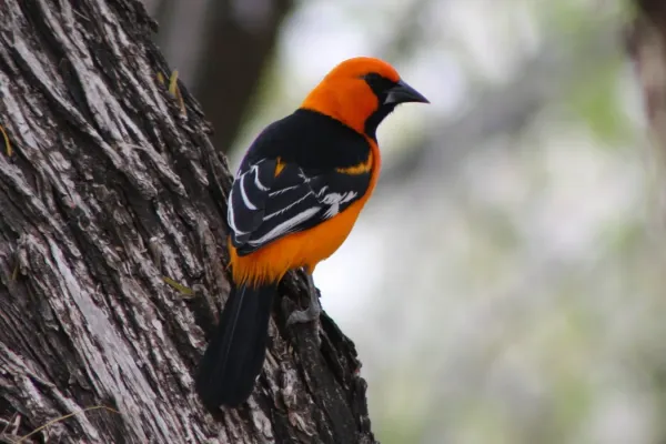File:Altamira Oriole icterus gularis, Bentsen State Park TX.jpg