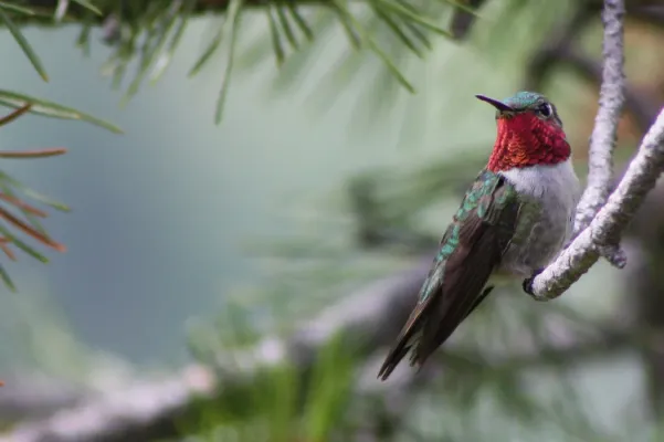 File:Broad-tailed Hummingbird Selasphorus platycercus; male perched on branch.jpg