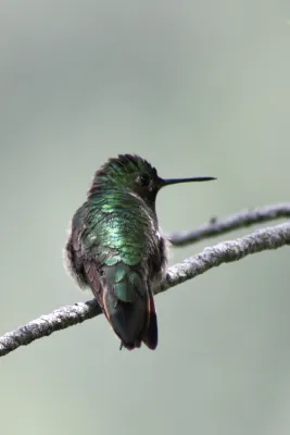 File:Broad-tailed Hummingbird, Selasphorus platycercus; backside view.jpg