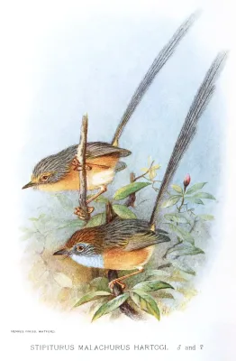 File:StipiturusMalachurusGronvold.jpg