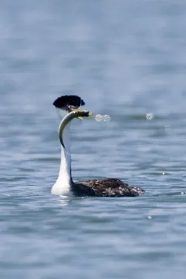 File:Aechmophorus clarkii with fish.jpg