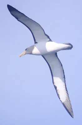 File:Chatham Albatross (Thalassarche eremita) in flight.jpg