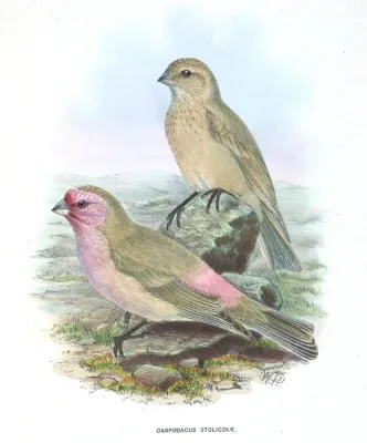 File:CarpodacusStoliczkae.jpg