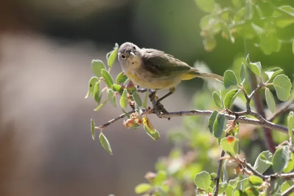 File:Virginias Warbler (Leiothlypis virginiae) (1).jpg