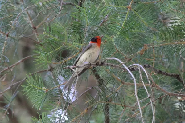 File:Red-faced Warbler (Cardellina rubrifrons) (7749646616).jpg