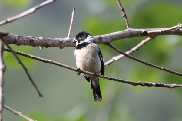 File:Morelet's Seedeater (Sporophila morelleti), Belize (7264653912).jpg