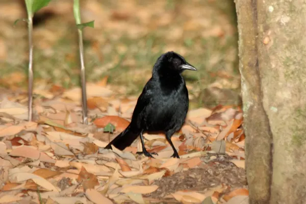 File:Melodious Blackbird (Dives dives) (7223121132).jpg