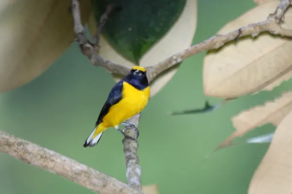 File:Scrub Euphonia (Euphonia affinis) (7223122612).jpg