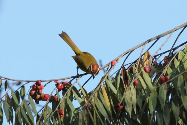 File:Rufous-capped Warbler (Basileuterus rufifrons) (7223107310).jpg