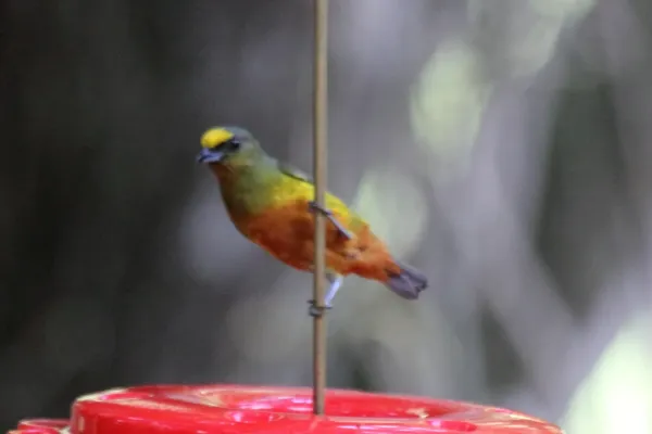 File:Olive-backed Euphonia (Euphonia gouldi) (7223114136).jpg