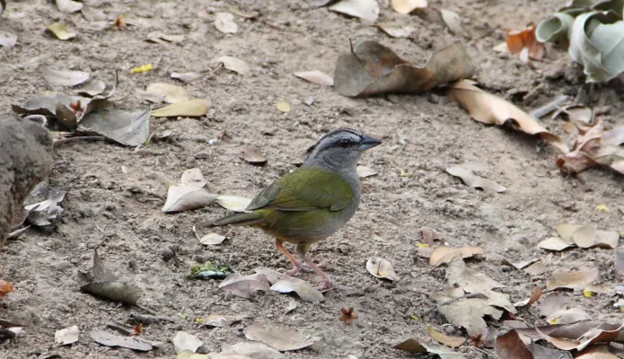 File:Green-backed Sparrow (Arremonops chloronotus) (7223086396).jpg