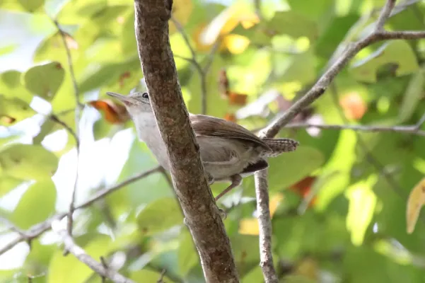 File:White-bellied Wren (Uropsila leucogastra) (7223082950).jpg