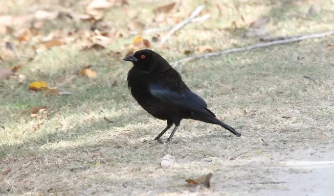 File:Bronzed Cowbird (Molothrus aeneus) (7223072934).jpg