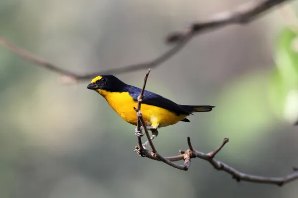 File:Yellow-throated Euphonia (Euphonia hirundinacea) (7223080612).jpg