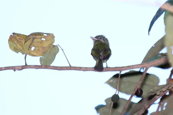 File:Eye-ringed Flatbill (Rhynchocyclus brevirostris) (7222946480).jpg