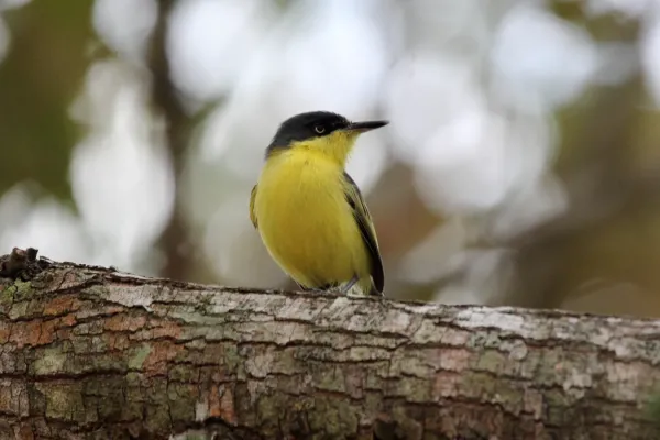 File:Common Tody-Flycatcher (Todirostrum cinereum) (7222945192).jpg