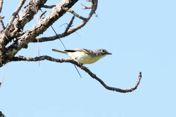 File:Plumbeous Vireo (Vireo plumbeus) (7222930710).jpg