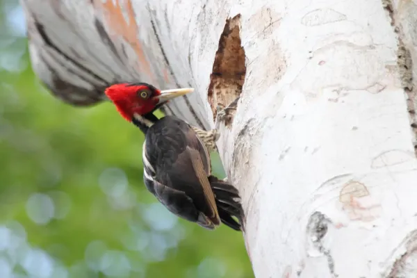 File:Pale-billed Woodpecker (Campephilus guatemalensis) (7222891238).jpg