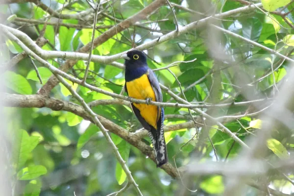 File:Gartered Trogon (Trogon caligatus) (7222812684).jpg