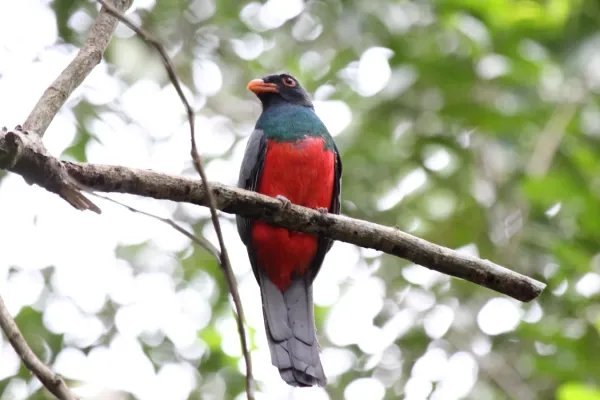 File:Slaty-tailed Trogon (Trogon massena) (7222810824).jpg