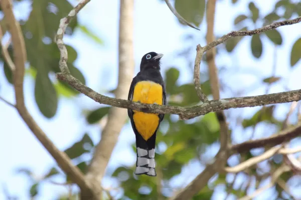 File:Black-headed Trogon (Trogon melanocephalus) (7222805914).jpg