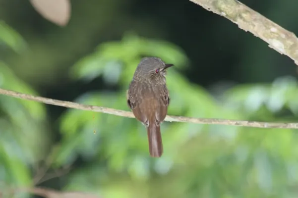 File:White-whiskered Puffbird (Malacoptila panamensis) (7222791910).jpg