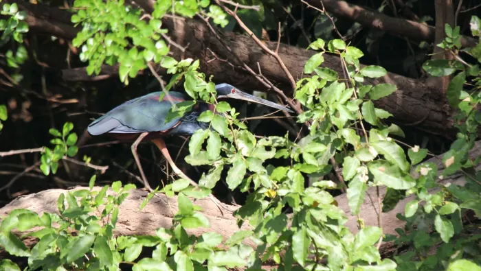File:Agami Heron (Agamia agami) (7222559082).jpg