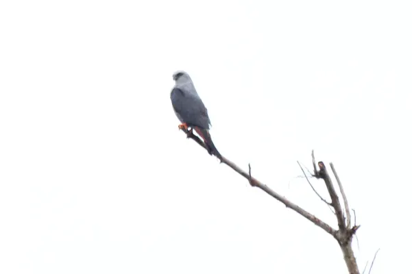 File:Plumbeous Kite (Ictinia plumbea) (7222540098).jpg