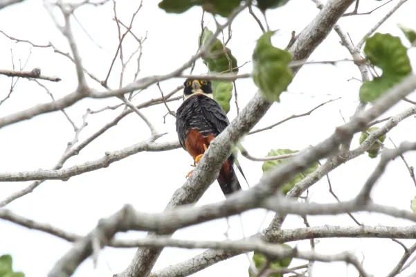 File:Bat Falcon (Falco rufigularis) (7222541614).jpg