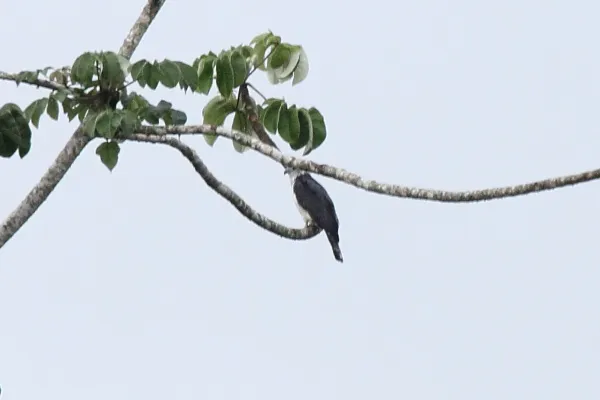 File:Gray-headed Kite (Leptodon cayanensis) (7222539816).jpg
