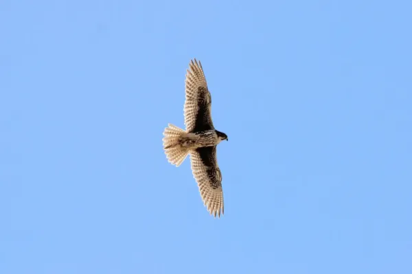 File:Prairie Falcon Falco mexicanus (7054314025).jpg