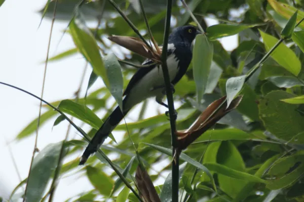 File:Magpie tanager (Cissopis leverianus) (7906613546).jpg