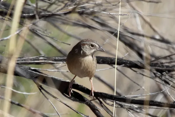 File:Botteris Sparrow Peucaea botterii arizonae (6908212850).jpg