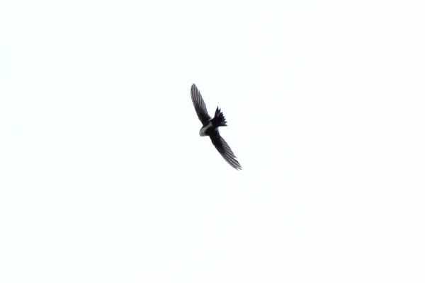 File:White-throated Swift (Aeronautes saxatalis) (6814242474).jpg