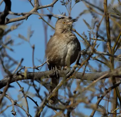 File:Bendires Thrasher (Toxostoma bendirei) (6814242286).jpg
