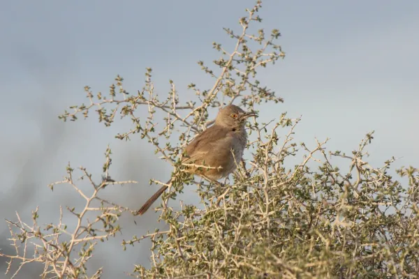File:Bendires Thrasher (Toxostoma bendirei) (6960355495).jpg