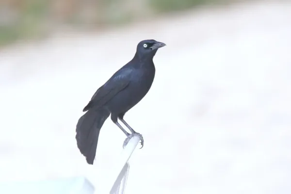 File:Greater Antillean Grackle (Quiscalus niger) (6499244333).jpg