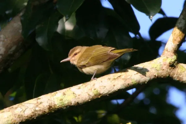 File:Black-whiskered Vireo (Vireo altiloquus) (6499240363).jpg