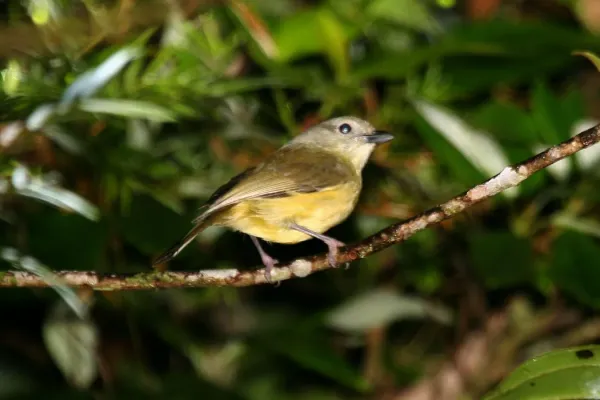 File:Blue Mountain Vireo (Vireo osburni) (6499241641).jpg