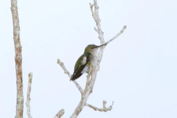 File:Vervain Hummingbird (Mellisuga minima) (6499238459).jpg