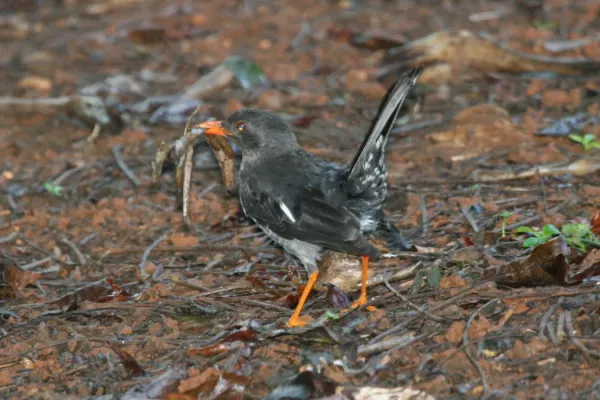 File:White-chinned Thrush (Turdus aurantius) (6499239617).jpg