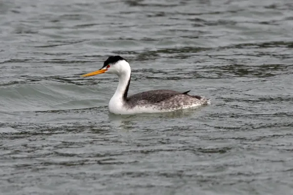 File:Clarks Grebe (Aechmophorus clarkii) (6383395021).jpg