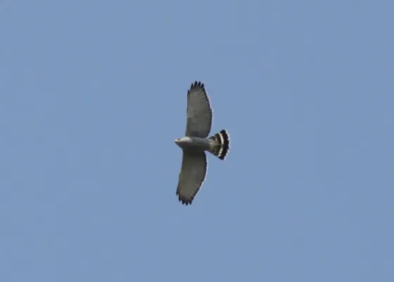 File:Gray Hawk (Buteo plagiatus) (5912313714).jpg