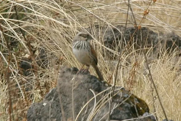 File:Sierra Madre Sparrow (Xenospiza baileyi) (5911746921).jpg